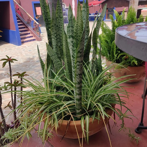 Best Companion Plants to Grow with Snake Plant 2
