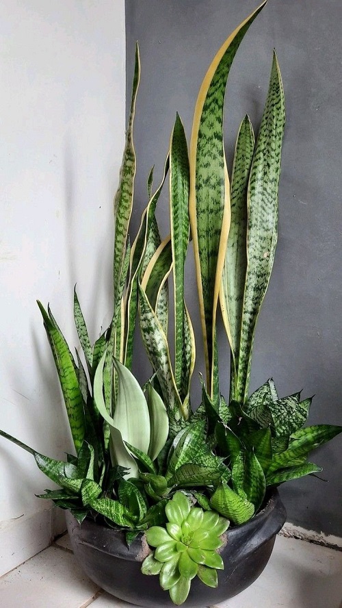 Best Companion Plants to Grow with Snake Plant 8