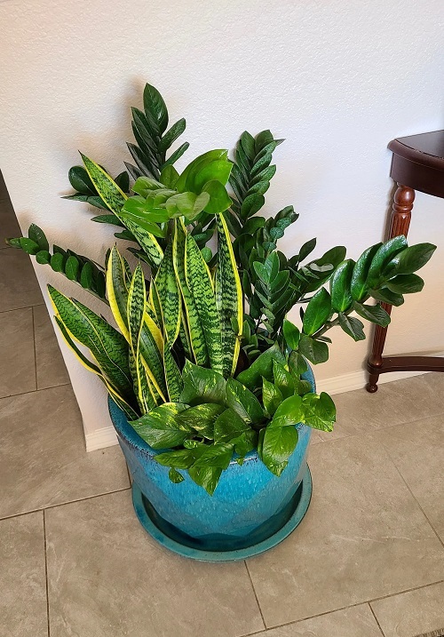 Best Companion Plants to Grow with Snake Plant