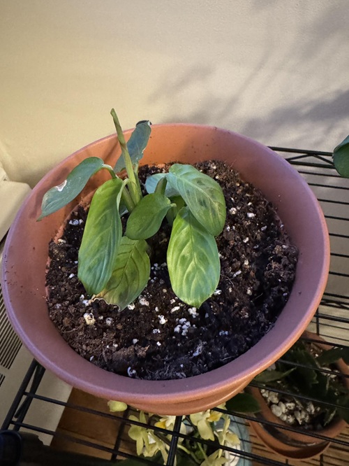 Prayer Plant 5