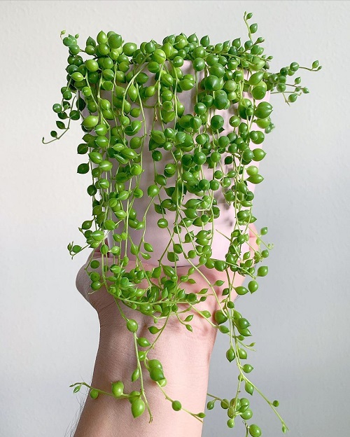 How to Fertilize String of Pearls Without Causing Root Rot