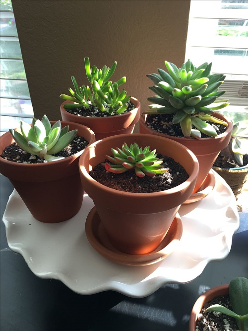 Water Your Succulents While You’re Away 7