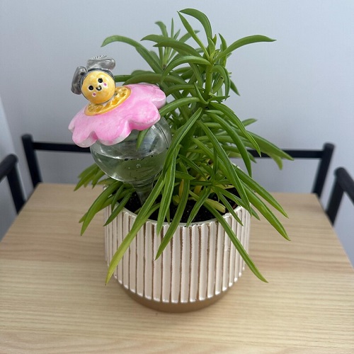 Water Your Succulents While You’re Away 5