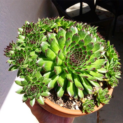 sempervivum pups