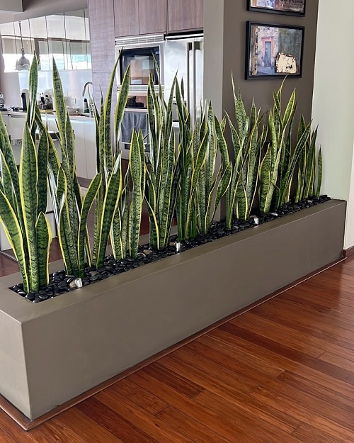 snake plant as room divider