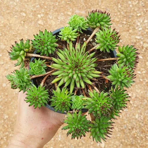 ways to keep sempervivum pups in cold temperatures
