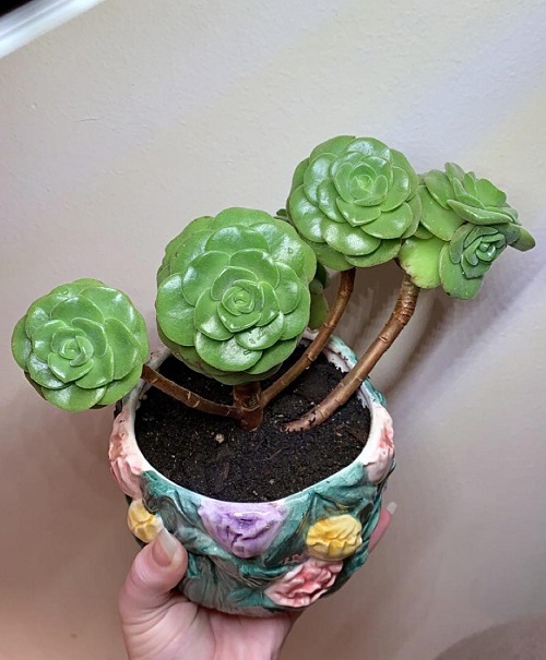 Scented Succulents That Smell Like Perfume 10
