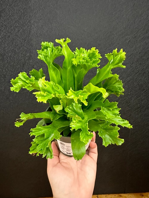Bird’s Nest Fern
