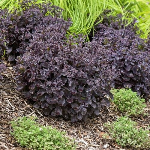 Beautiful Succulents For Fall Garden 1