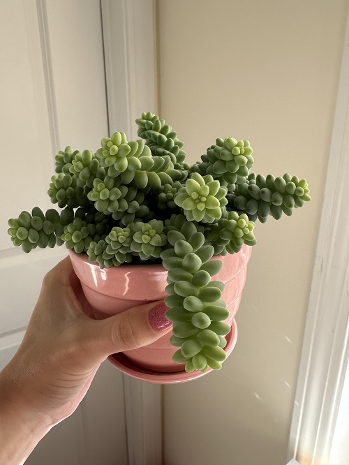 Burro’s Tail