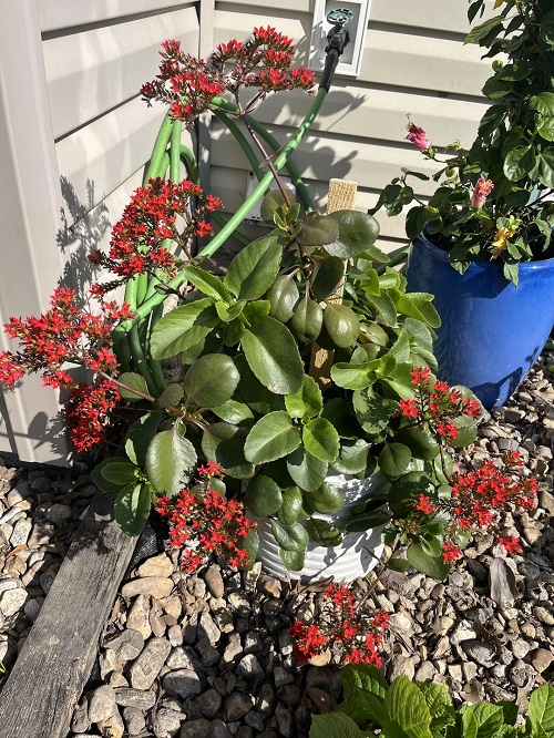 Inspiring Succulents For Fall Garden 1