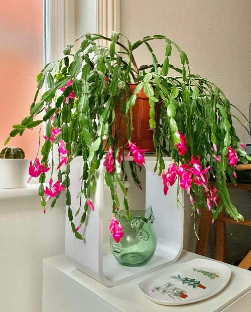 Grow Unlimited Christmas Cactus from Leaves