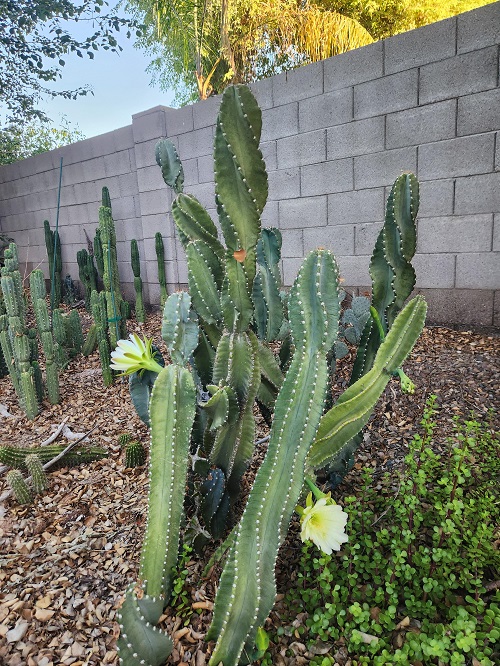 Inspiring Succulents For Fall Garden 2