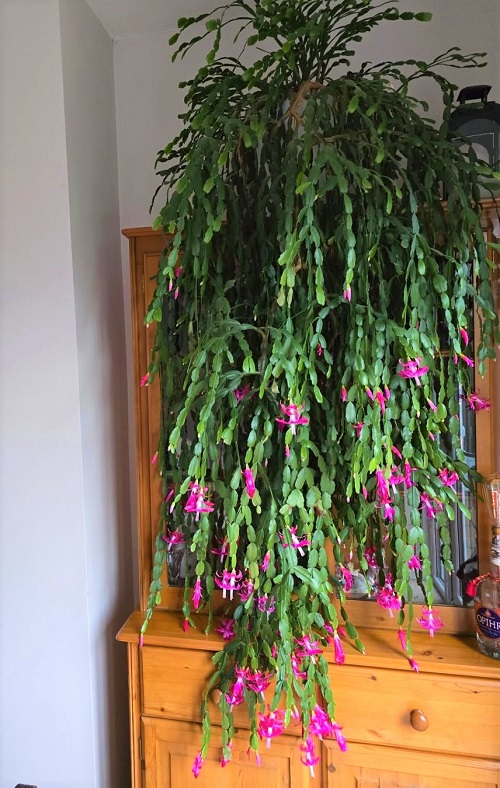Christmas Cactus