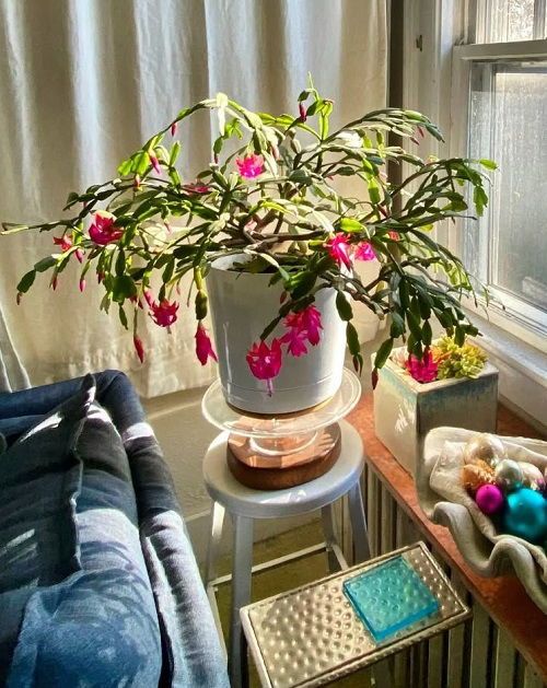 Never Keep Your Christmas Cactus in These Spots- It'll Refuse to Bloom 2