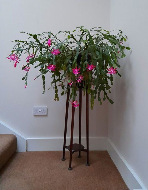 Christmas Cactus dark corner