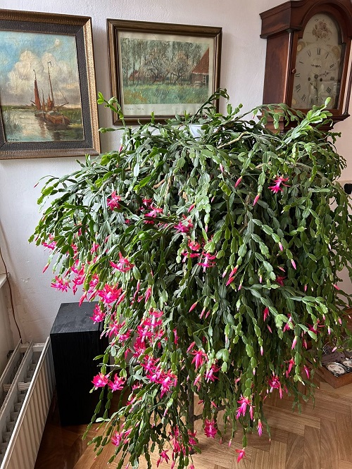 Christmas Cactus near vent