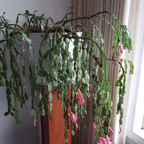Christmas Cactus