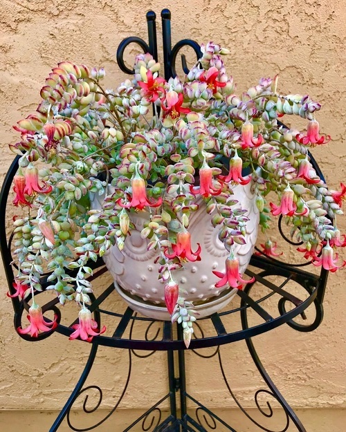 Scented Succulents That Smell Like Perfume