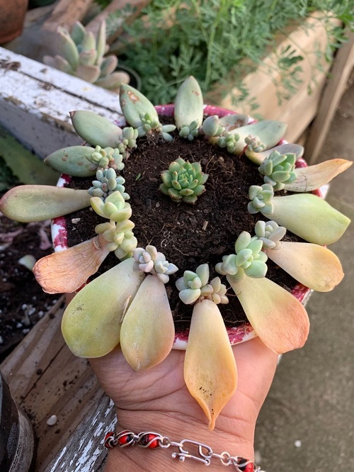 succulent Leaf Propagation