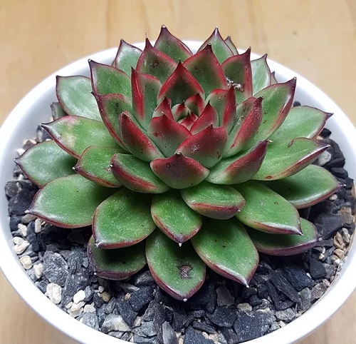 Echeveria Hybrid Plant