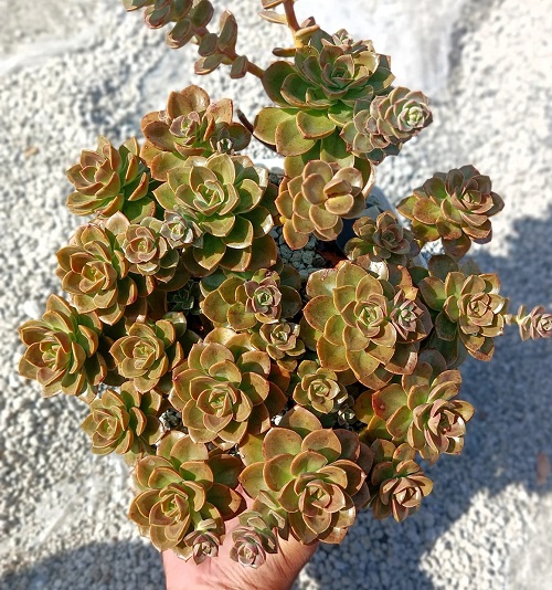 Inspiring Succulents For Fall Garden 3