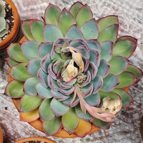 Echeveria