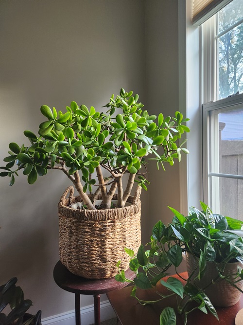 big Jade Plant