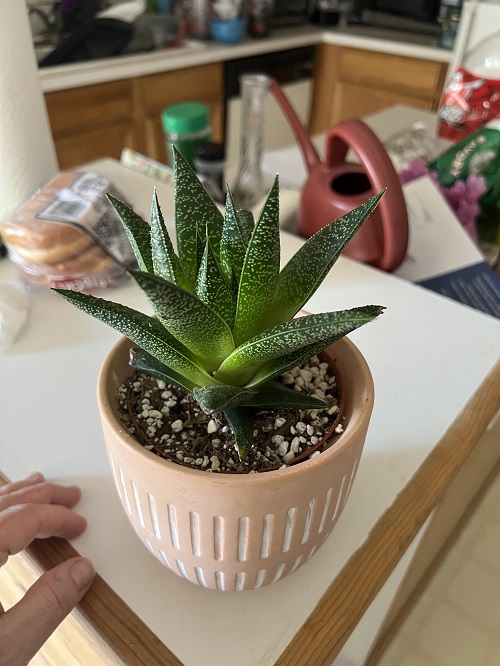 Gasteria