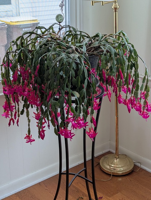 Lemon juice for Christmas Cactus