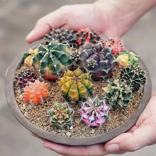 Beautiful Succulents For Fall Garden 5