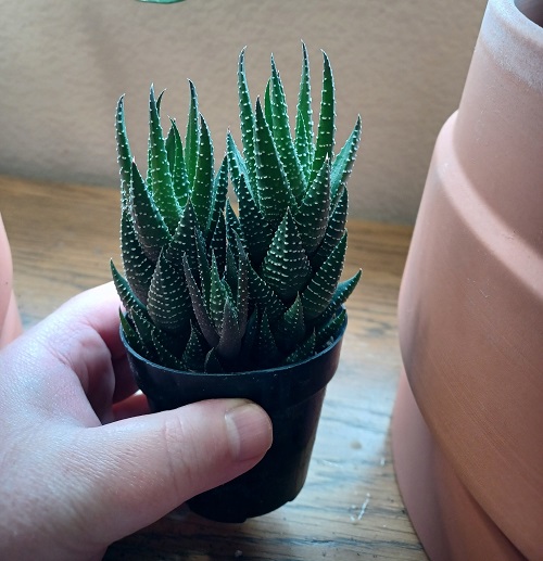 Haworthia