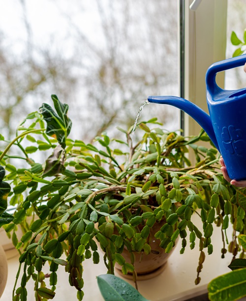 Christmas Cactus watering