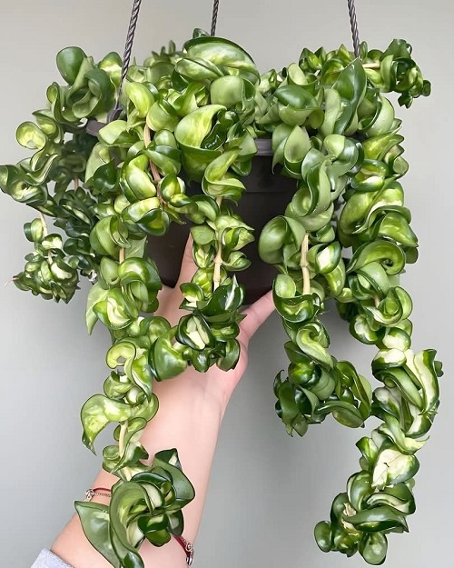 Hoya carnosa