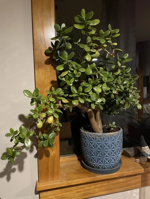 Jade Plant