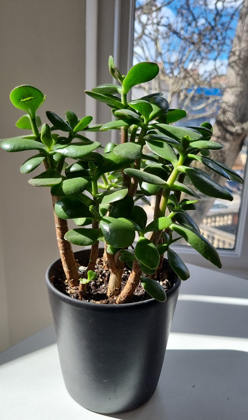 Scented Succulents That Smell Like Perfume 8