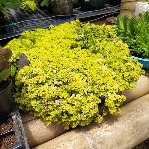 Inspiring Succulents For Fall Garden 5