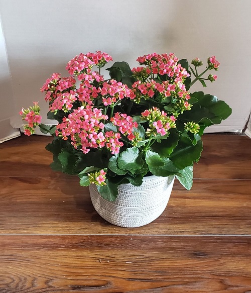 Kalanchoe Christmas Plant