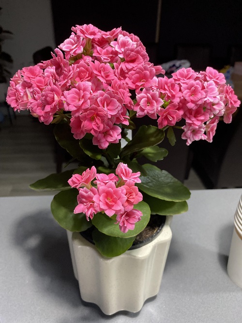 Kalanchoe