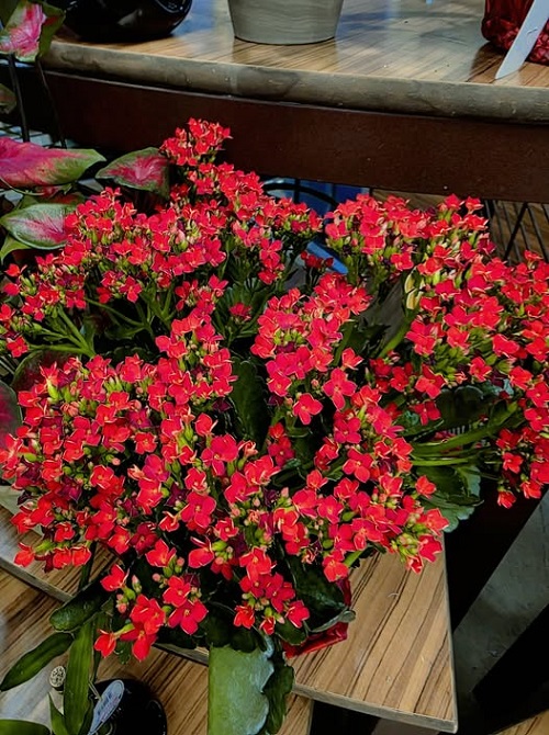 Kalanchoe indoor