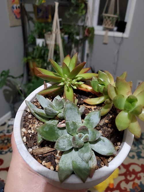 Mealybugs on succulent