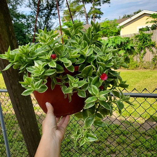 Scented Succulents That Smell Like Perfume 2