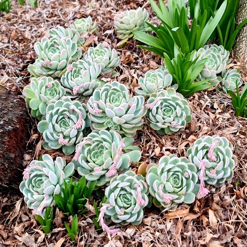Best Succulents For Fall Garden 2