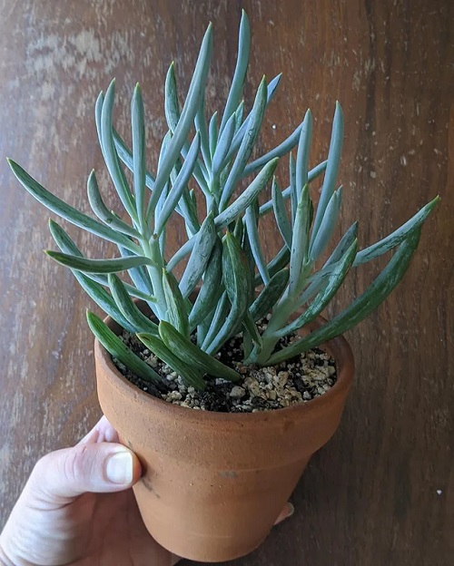 Scented Succulents That Smell Like Perfume 6