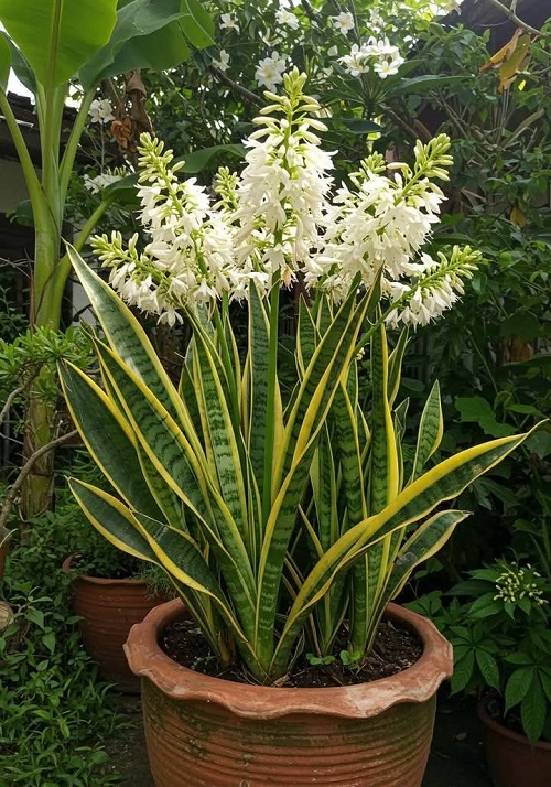 Flowering Snake Plants