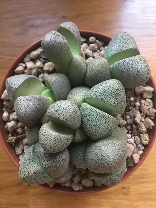 Inspiring Succulents For Fall Garden 4