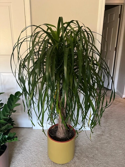 Ponytail Palm