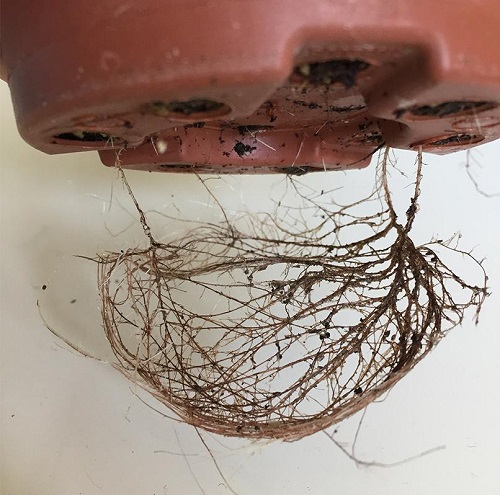  Roots Poking out of Drainage Holes