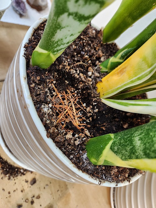 Roots Surfacing the Soil