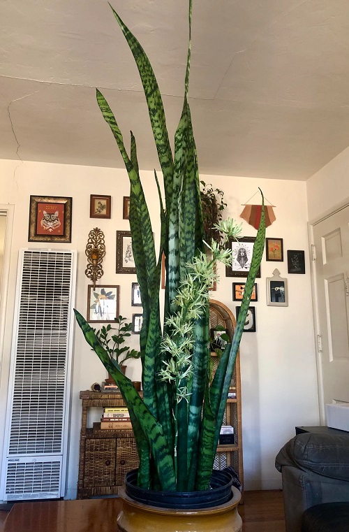 Flowering Snake Plants 6